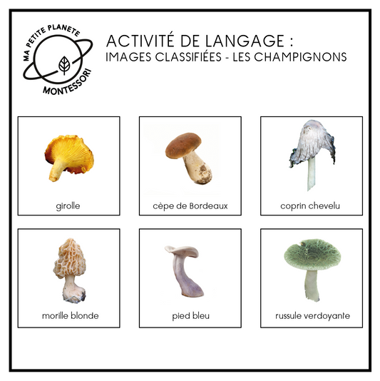 Images classifiées Montessori - Les champignons