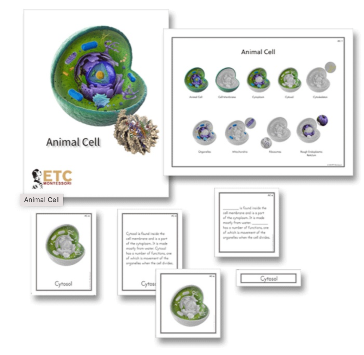 Animal Cell (anglais) - Nienhuis AMI