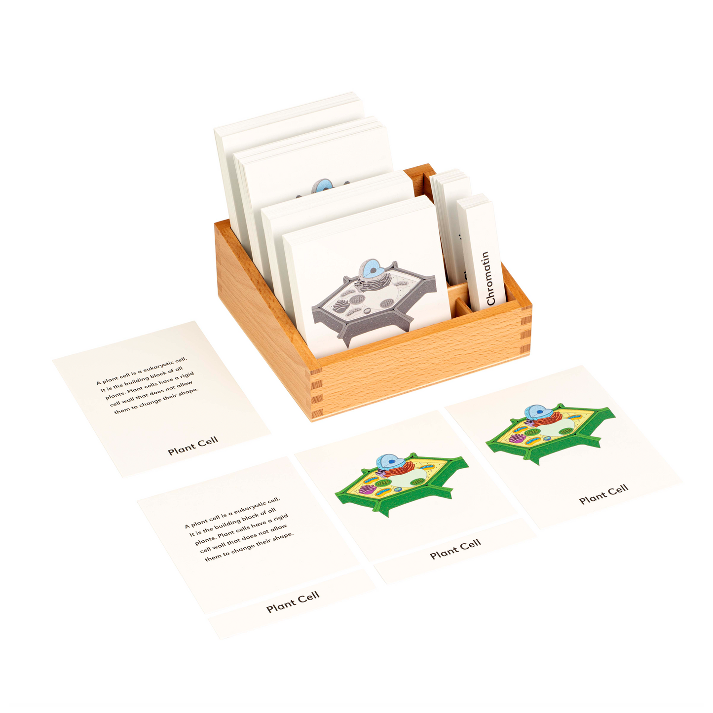 Nomenclature des cellules végétales (en anglais) -Nienhuis AMI