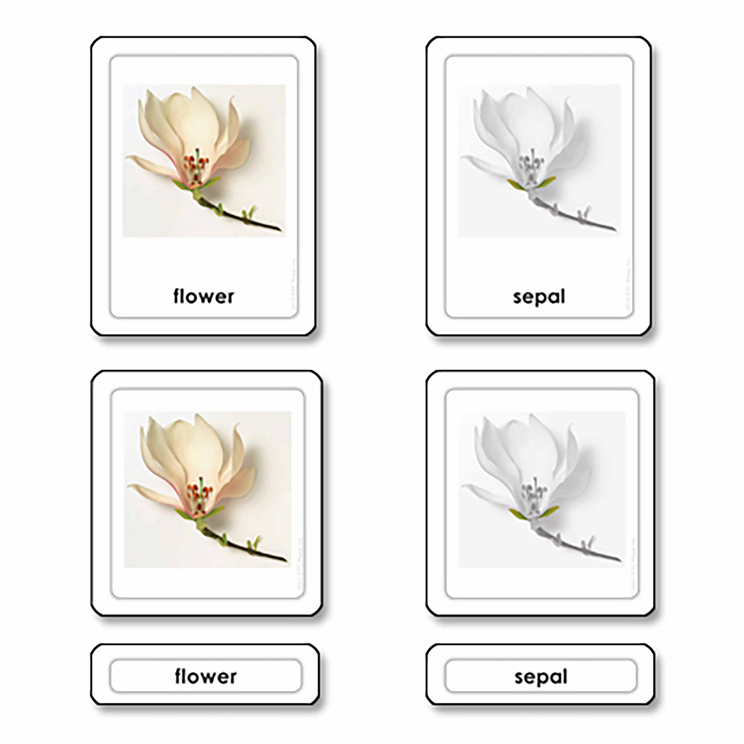 Parties d'une fleur (en anglais) - Nienhuis AMI