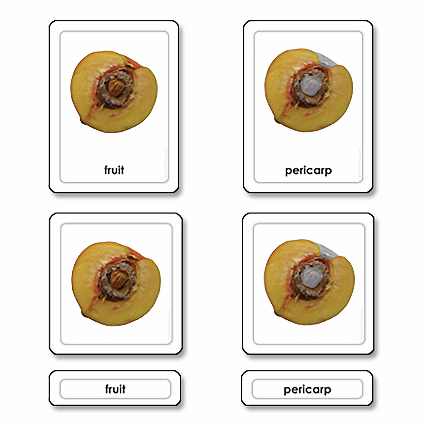 Les parties d'un fruit (en anglais) - Nienhuis AMI