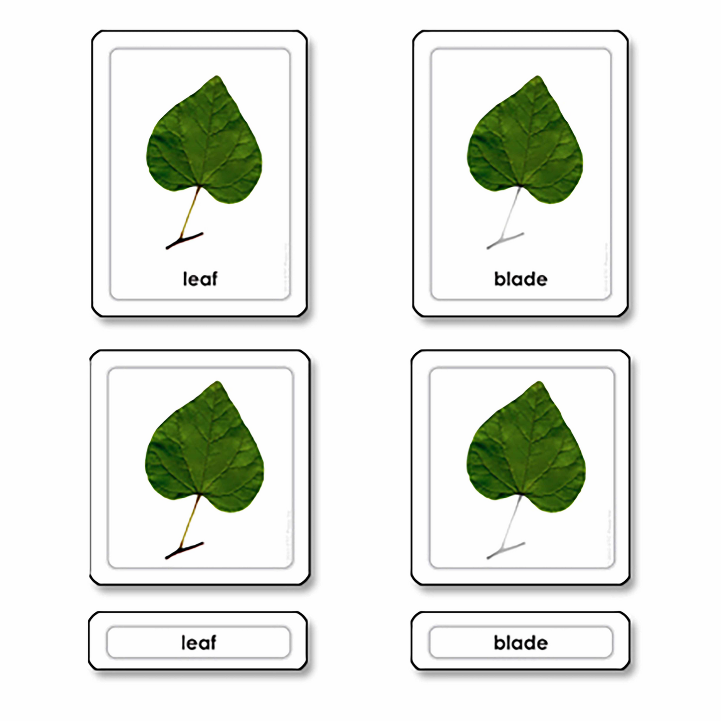 Parties d'une feuille (en anglais) - Nienhuis AMI