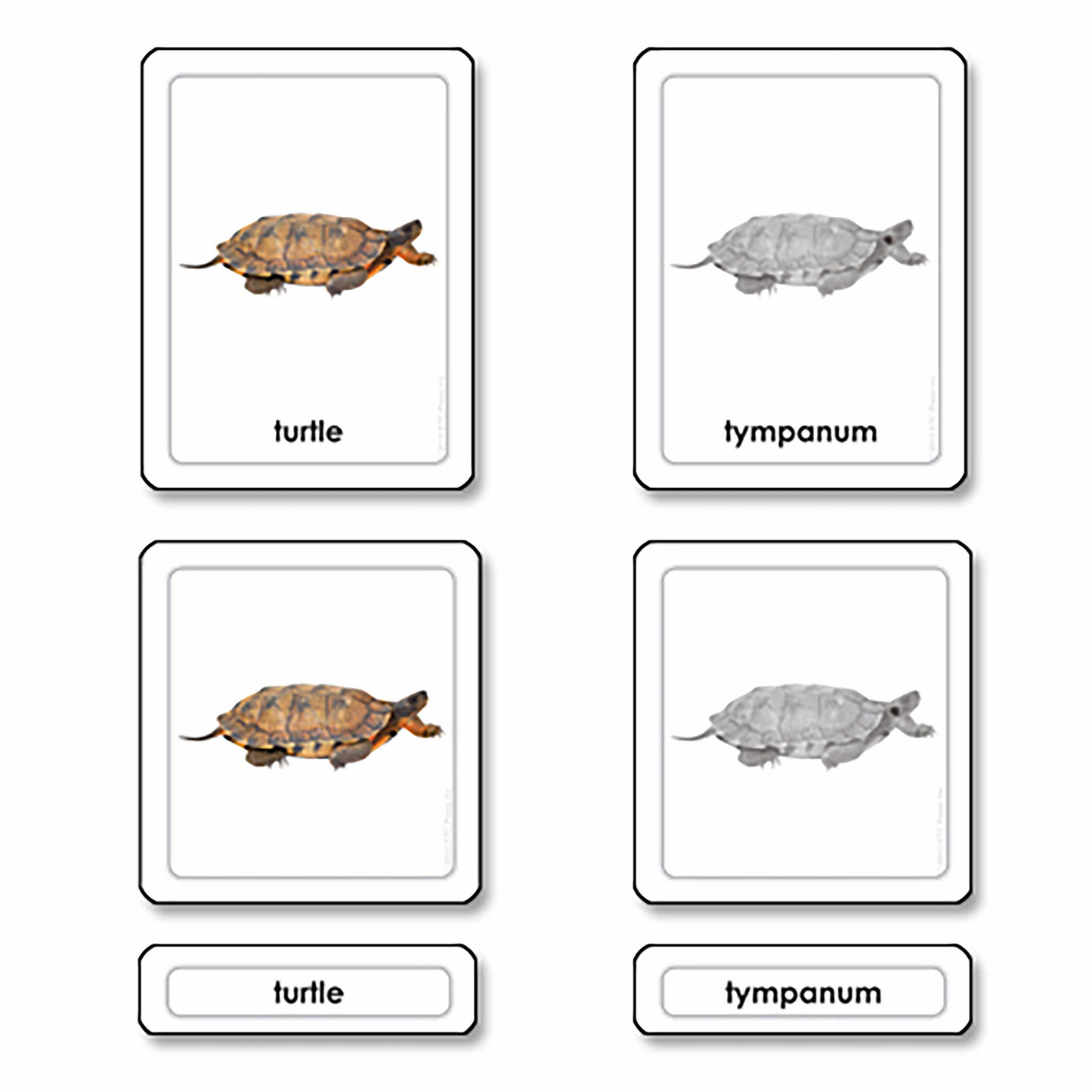 Parties d'une tortue -reptile (en anglais) - Nienhuis AMI