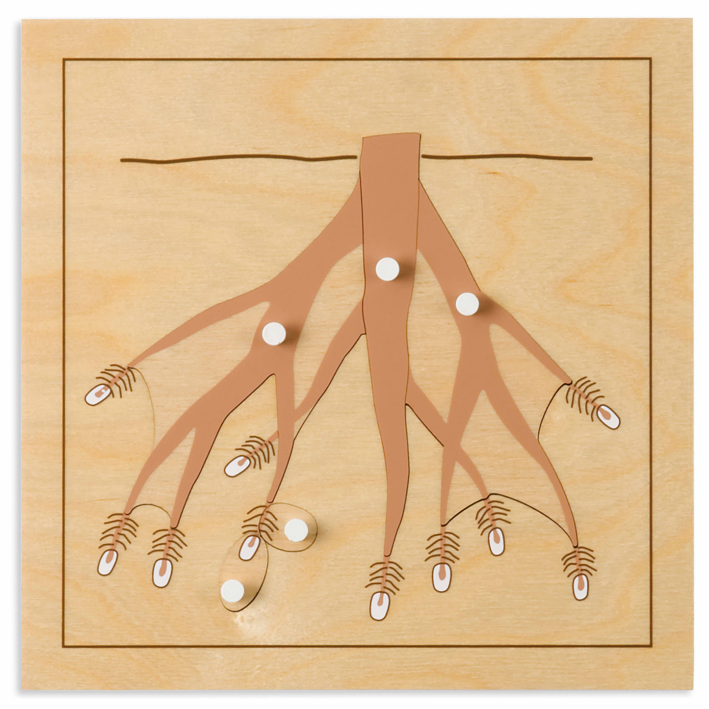 Puzzle botanique : Racine - Nienhuis AMI