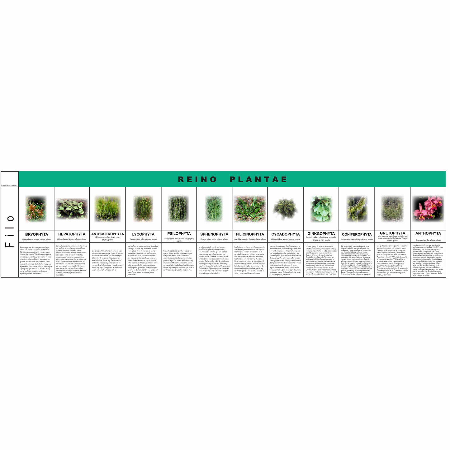 Règne des plantes (en espagnol) - Nienhuis AMI