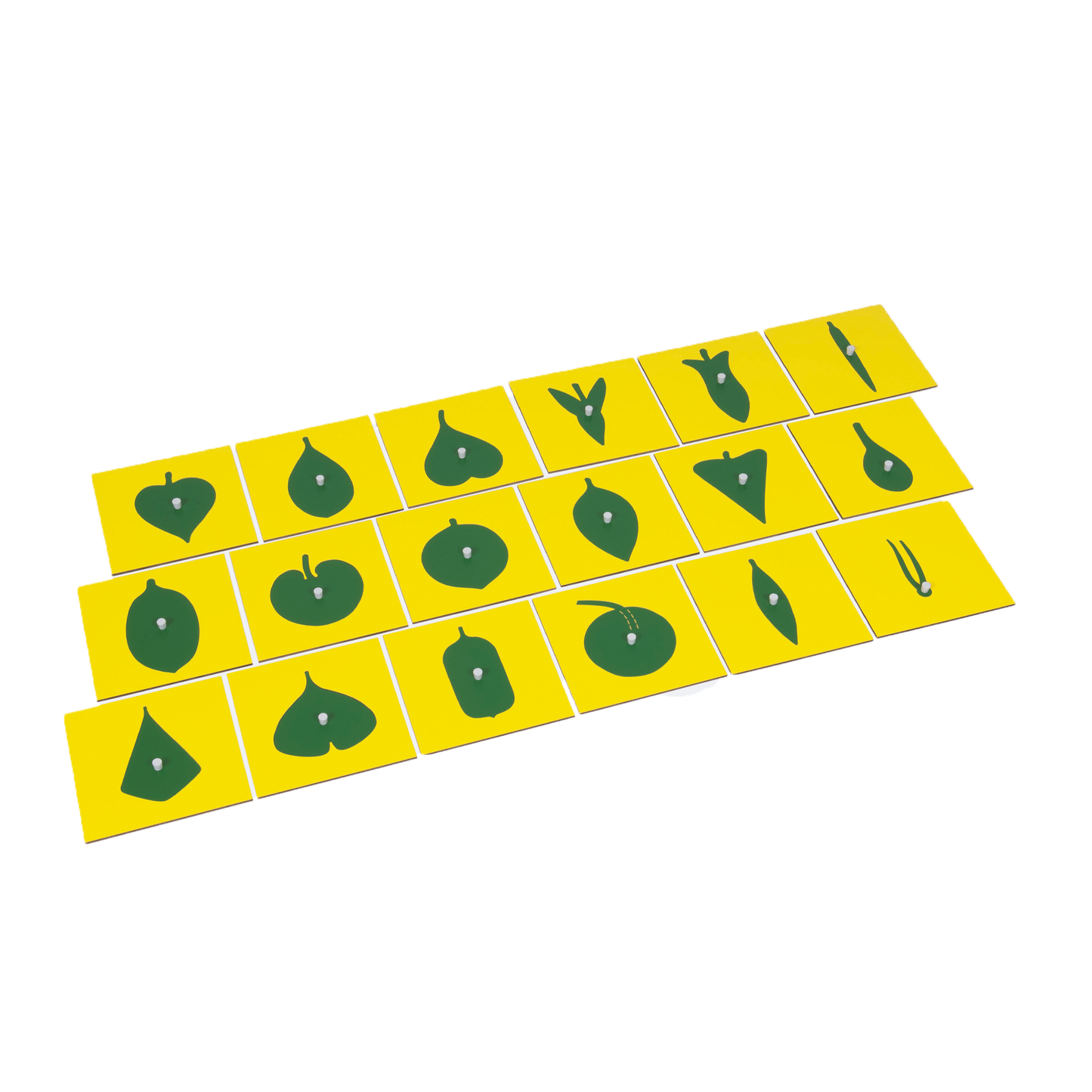 Inhalt des botanischen Kabinetts - Nienhuis AMI