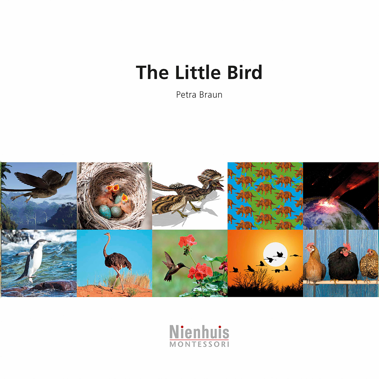 The Little Bird - Nienhuis AMI