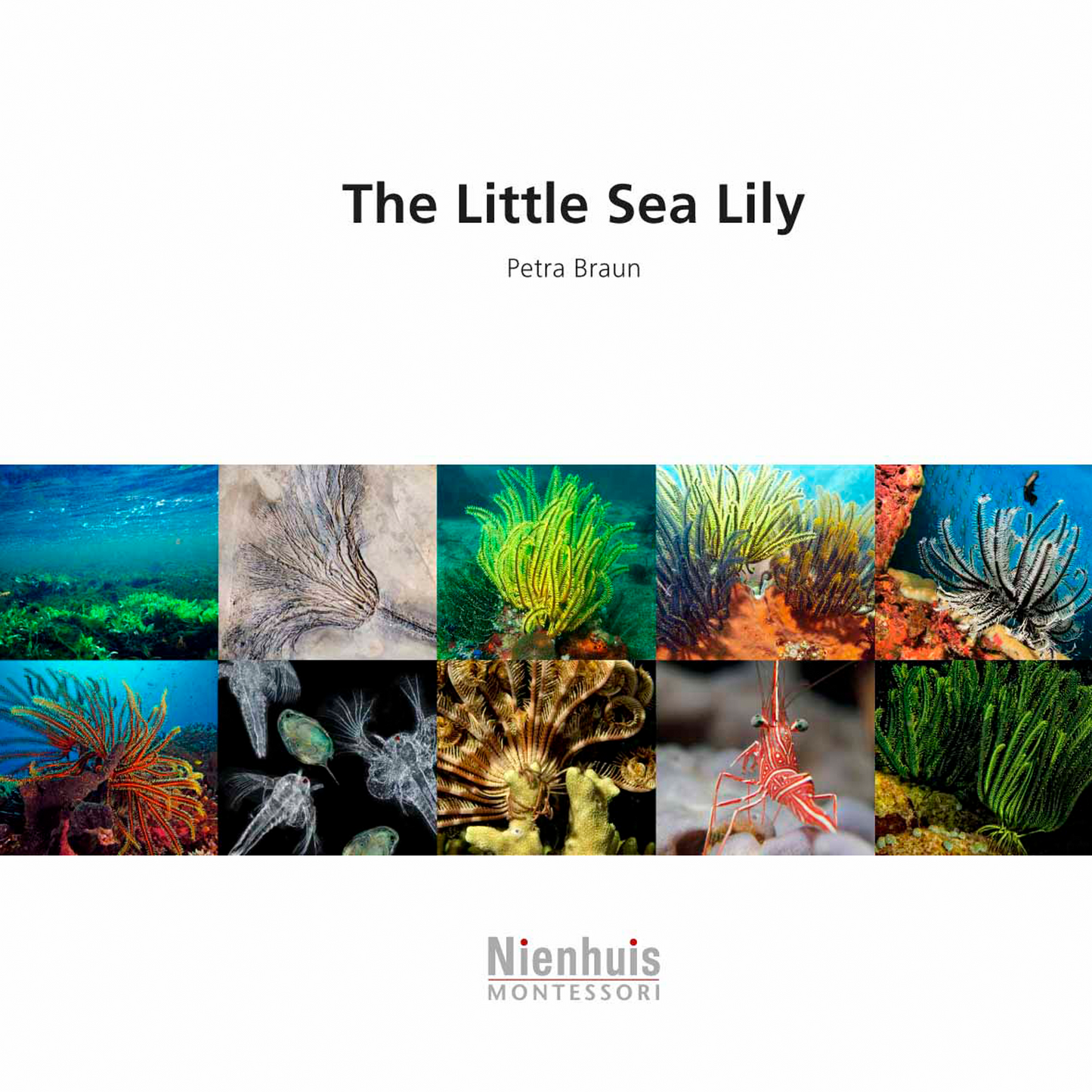 The Little Sea Lily - Nienhuis AMI