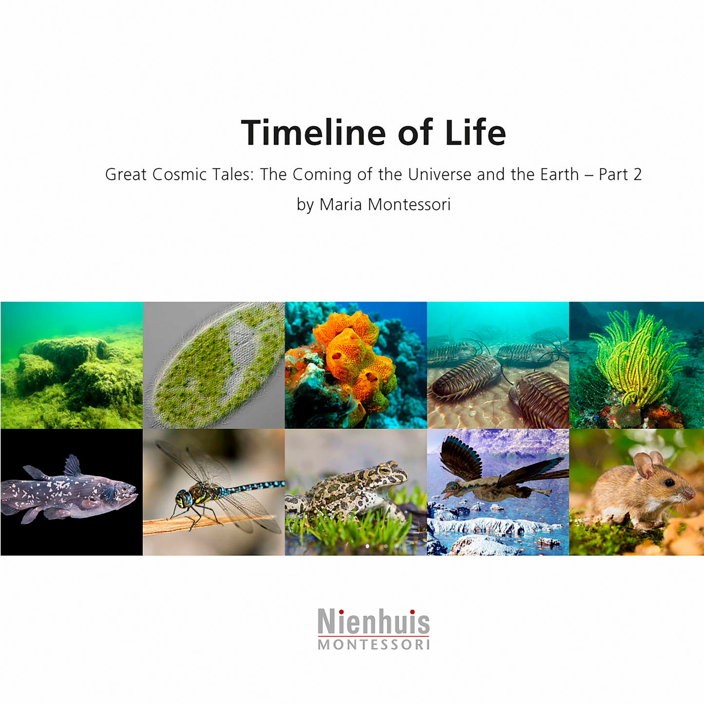 Timeline Of Life - Nienhuis AMI