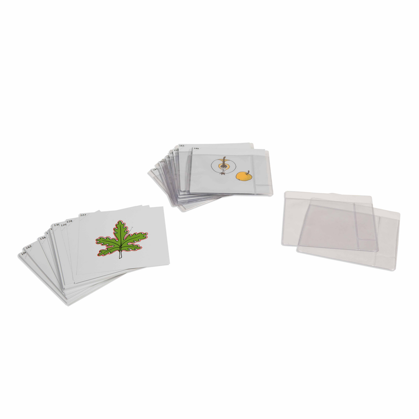 Dritter Satz Botanikkarten auf Englisch - Nienhuis AMI