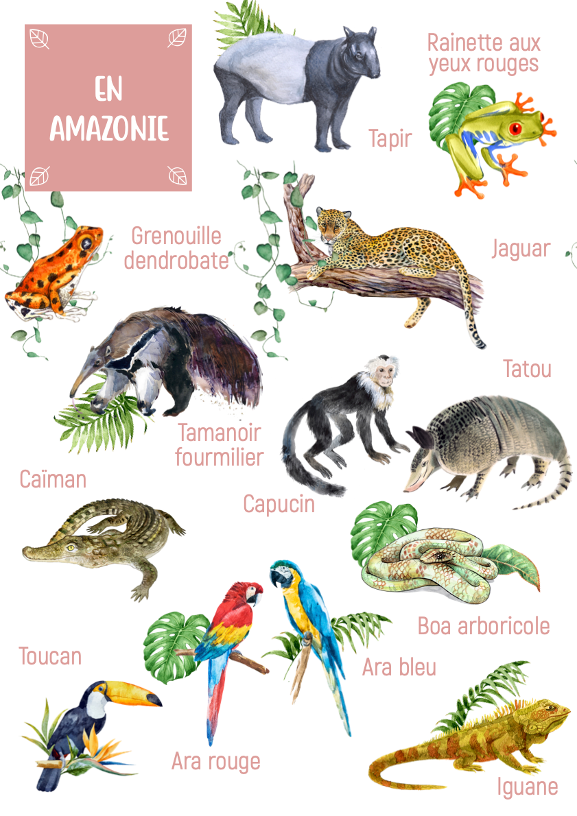 Amazon Animal Posters