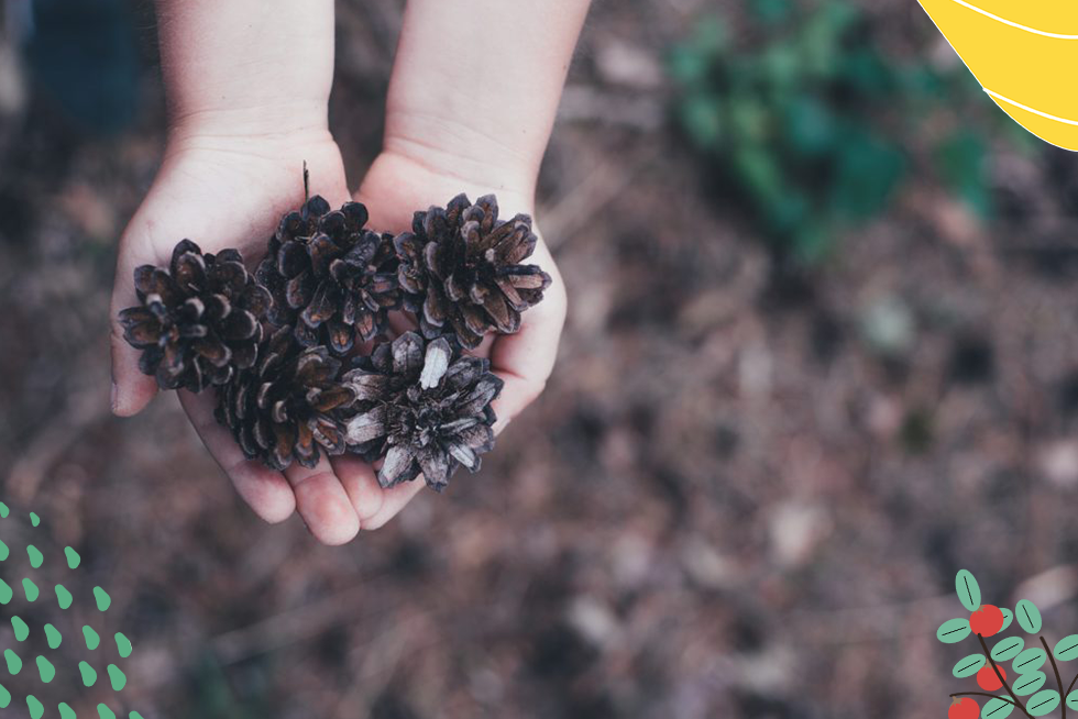 Expérience : pourquoi les pommes de pin s’ouvrent et se ferment ?