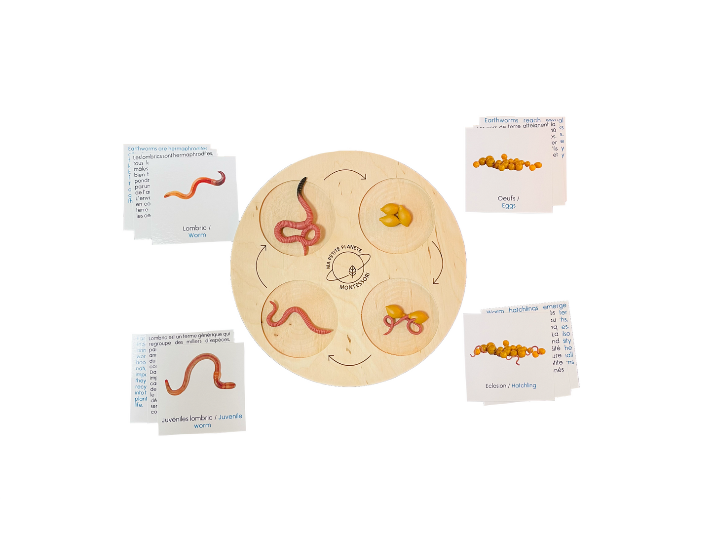Earthworm life cycle figurines box