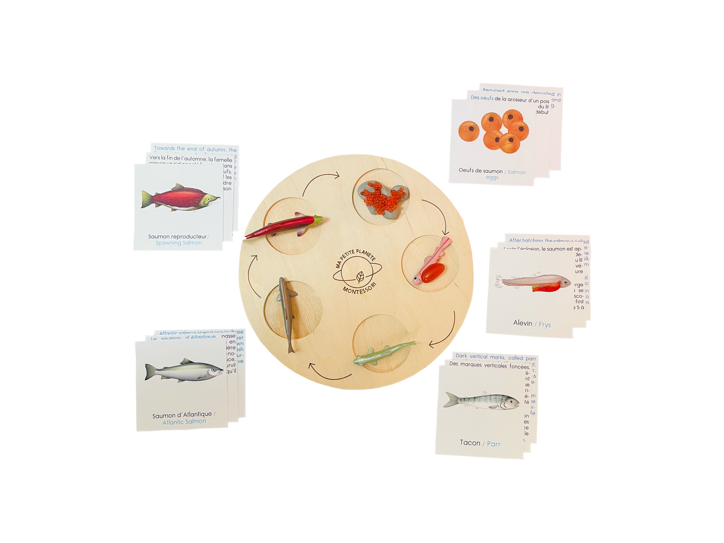 Salmon life cycle figurine set