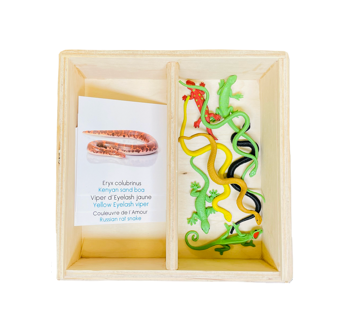 Reptile figurine box