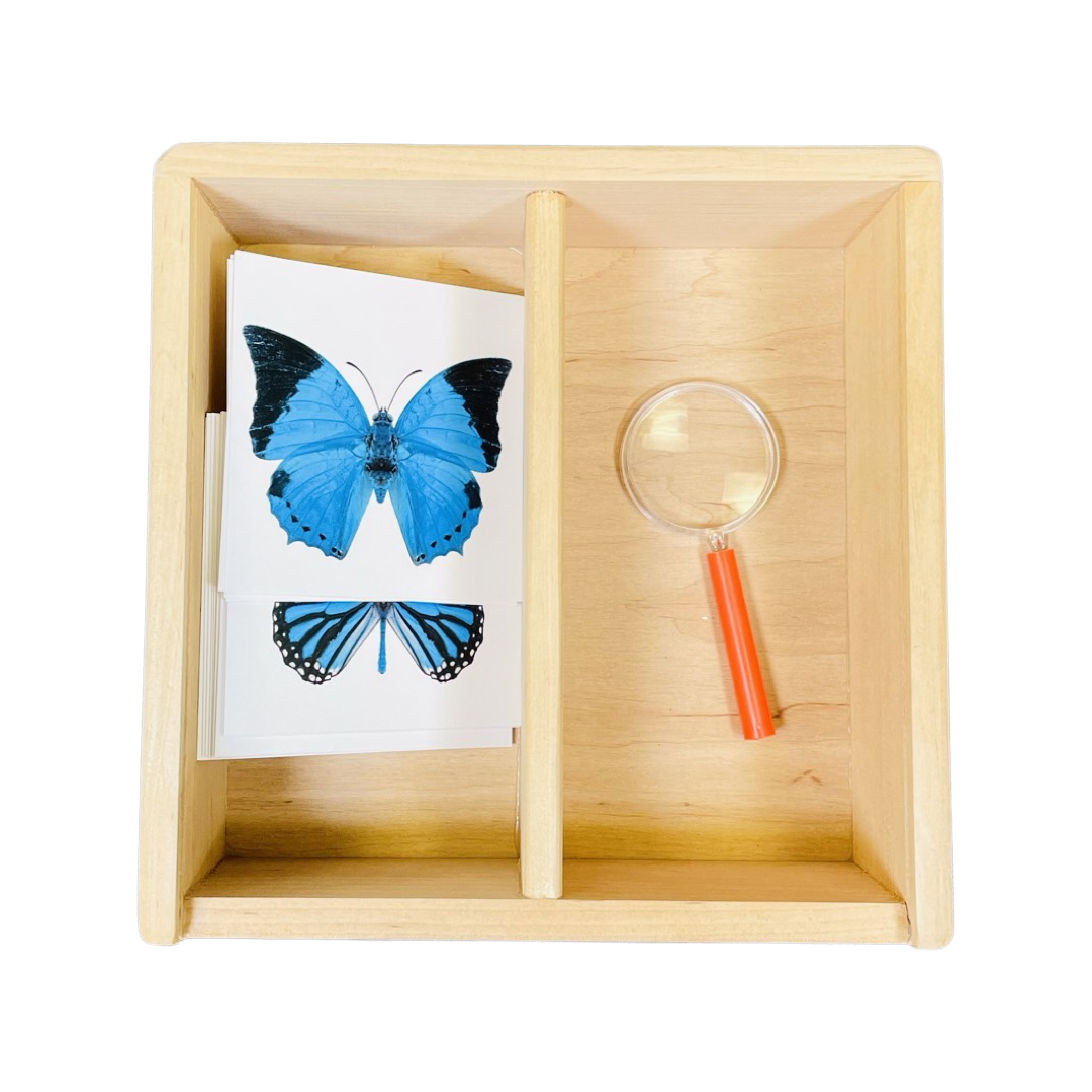 Butterflies and magnifying glass card box