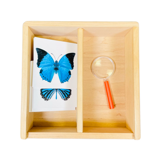 Kartenbox mit Schmetterlingen und Lupe