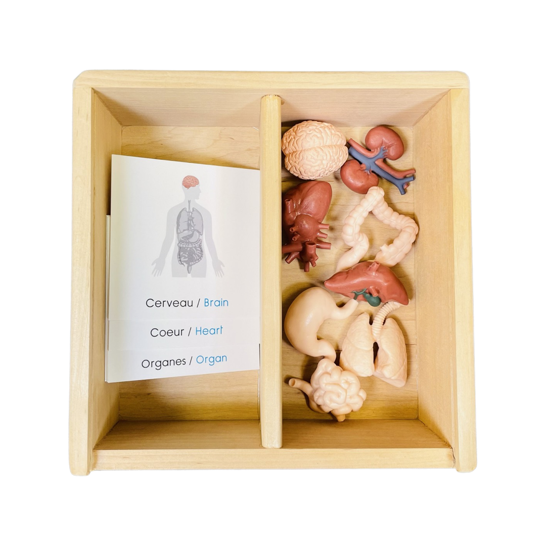 Organ figurine box