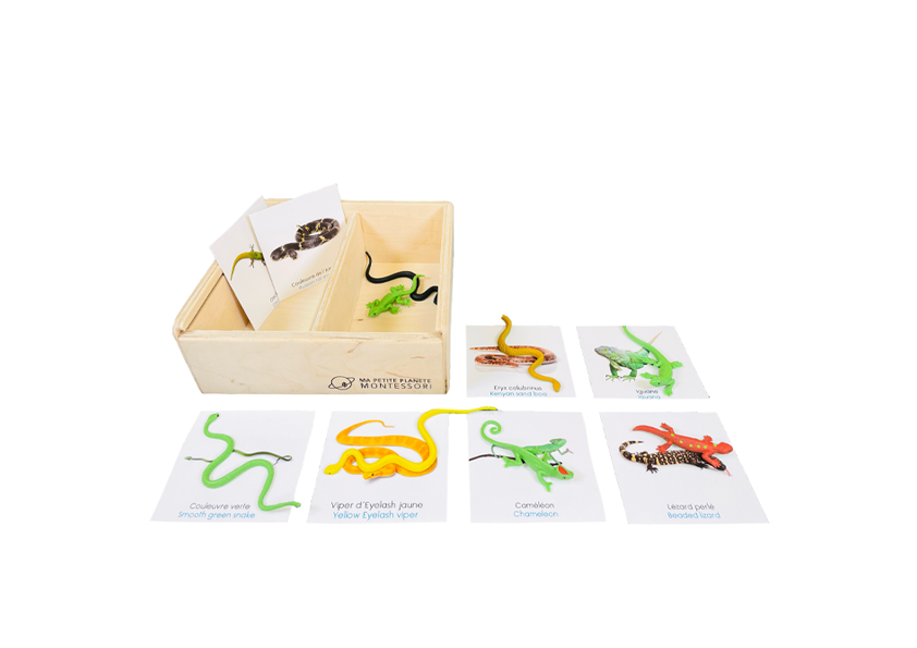 Reptile figurine box