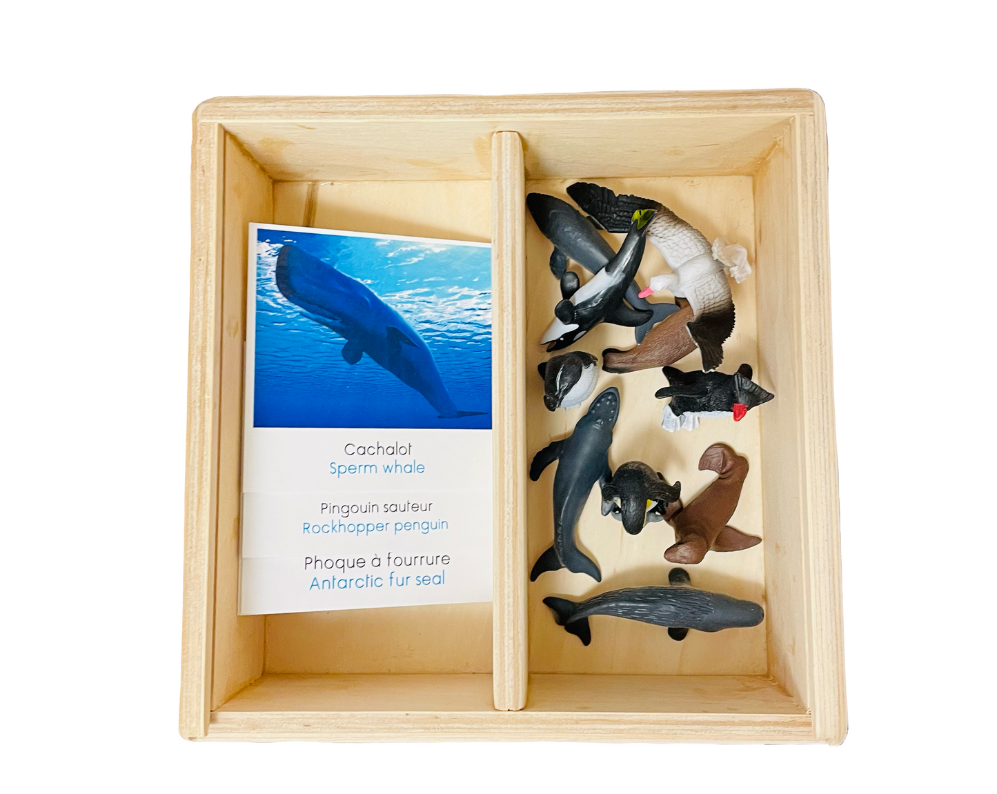 Antarctic figurines box