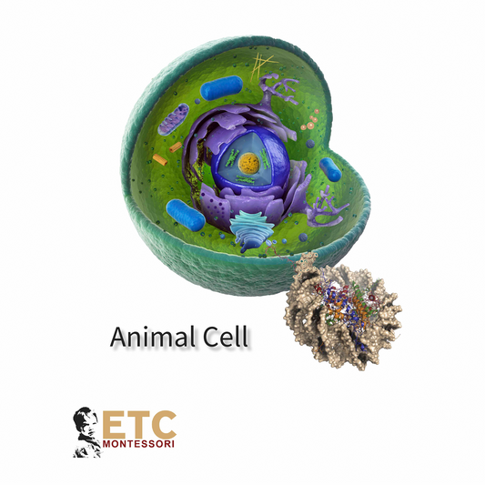 Animal Cell (anglais) - Nienhuis AMI