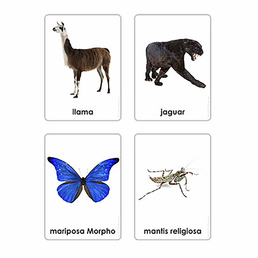 Tiere der sieben Kontinente (auf Spanisch) – Nienhuis AMI