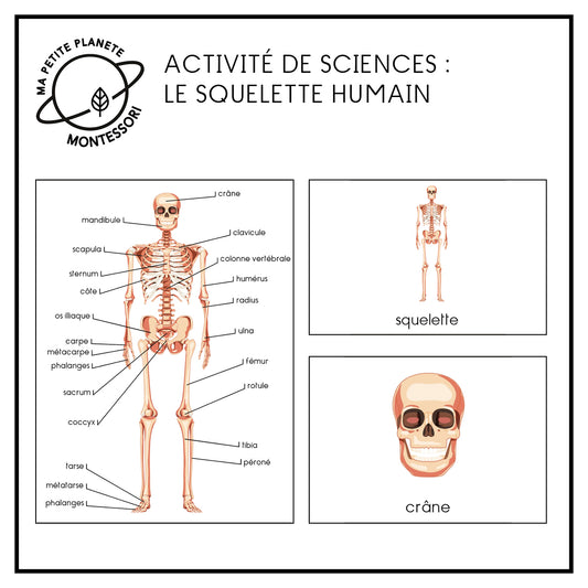 Nomenclature scientifique Montessori - Le squelette humain