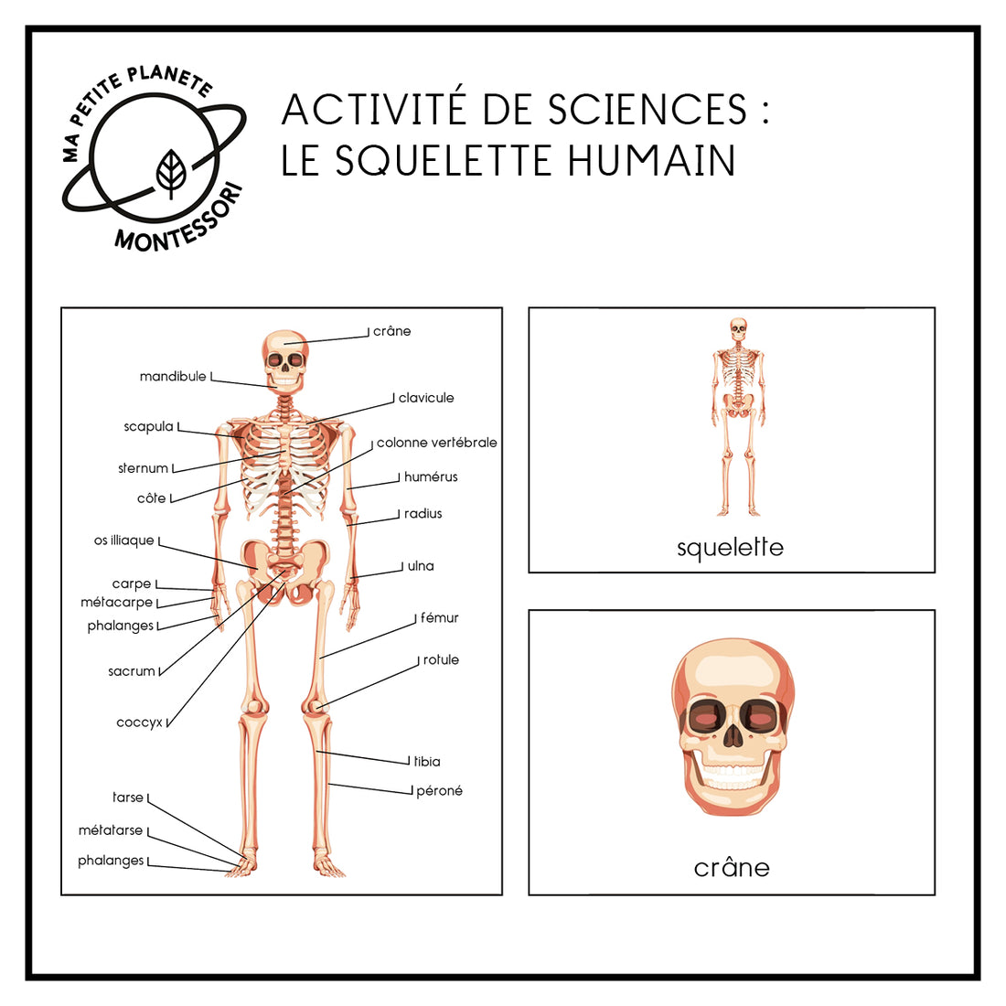 Montessori Scientific Nomenclature - The Human Skeleton – Ma Petite ...