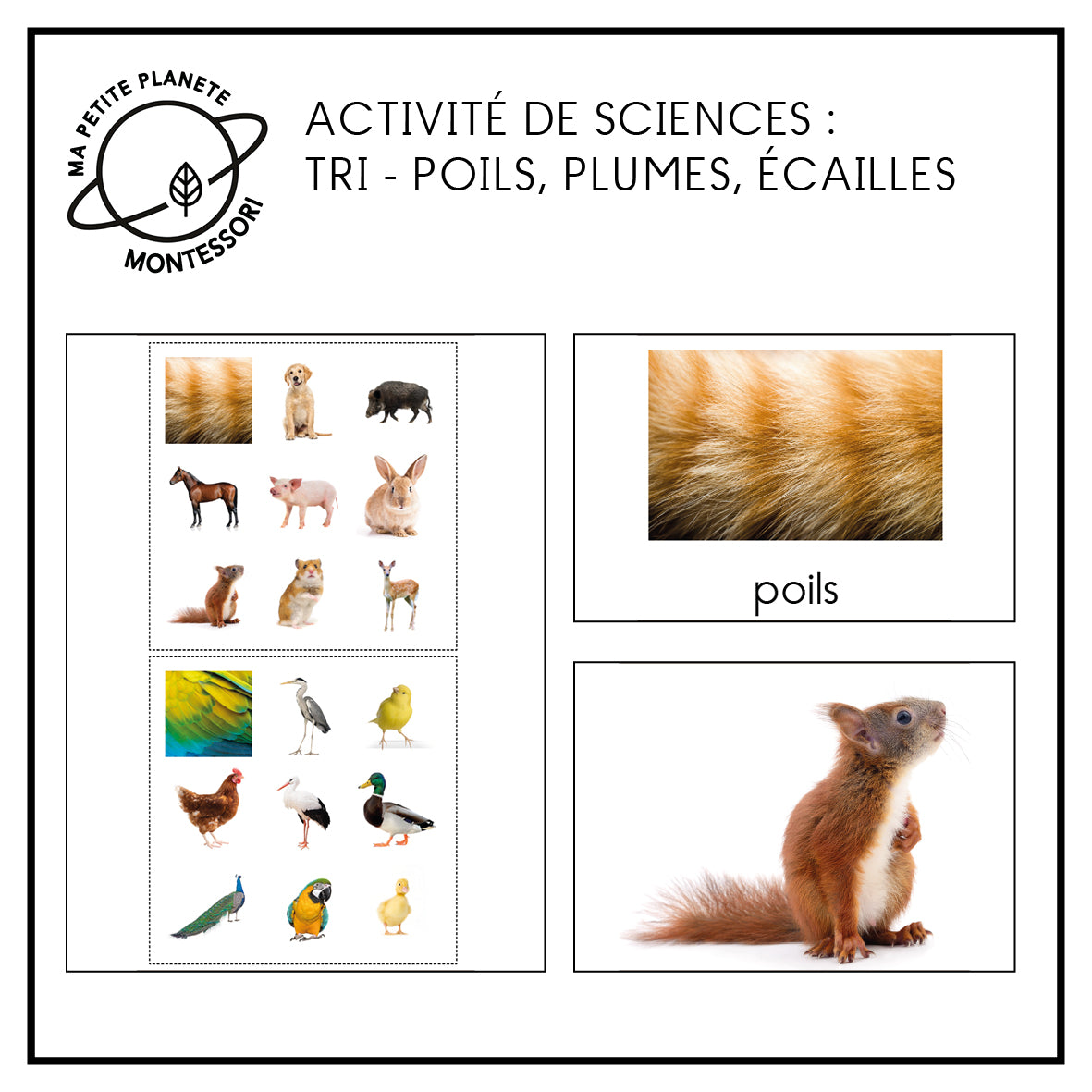 Tri - Poils, plumes ou écailles – Ma Petite Planète Montessori