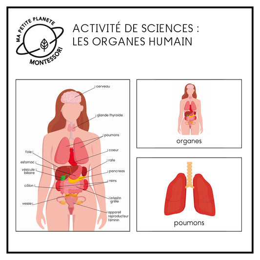 Nomenclature scientifique Montessori - Les organes humains