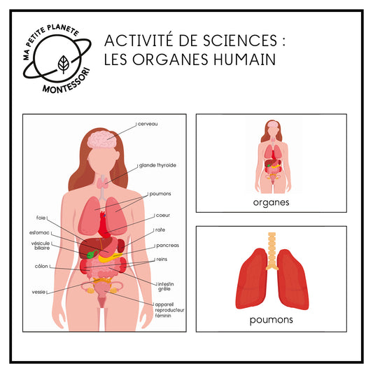 Wissenschaftliche Montessori-Nomenklatur – Menschliche Organe