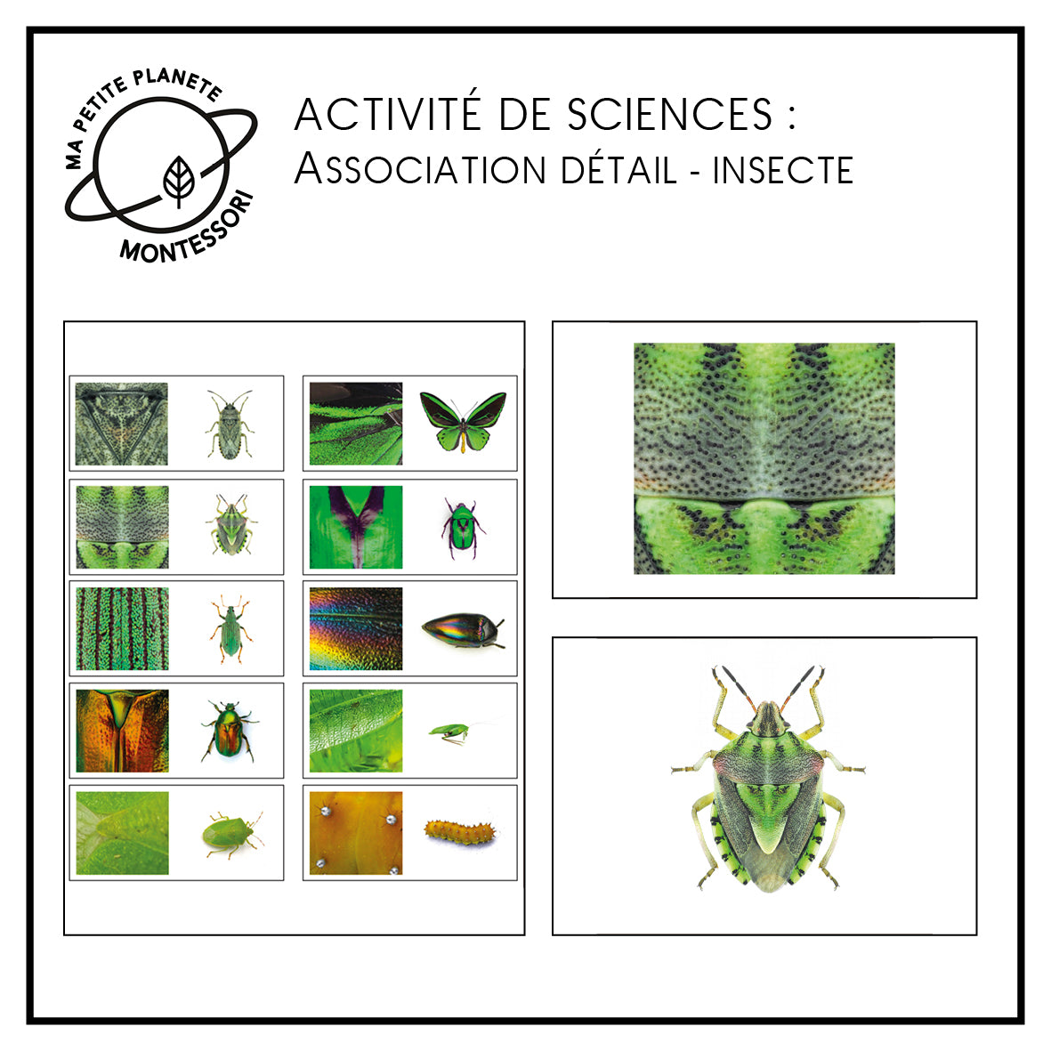 Association : Insecte - Détail