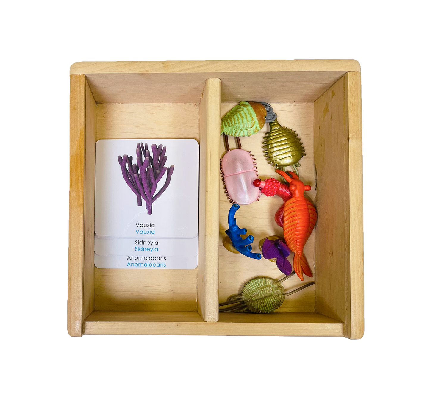 Coffret figurines la vie cambrienne