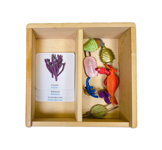 Cambrian life figurine box