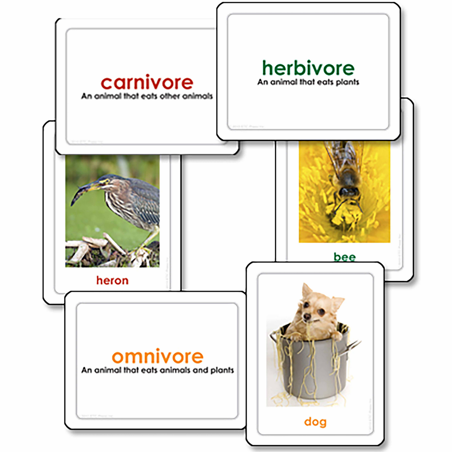 Carnivores, herbivores et omnivores (en anglais) - Nienhuis AMI