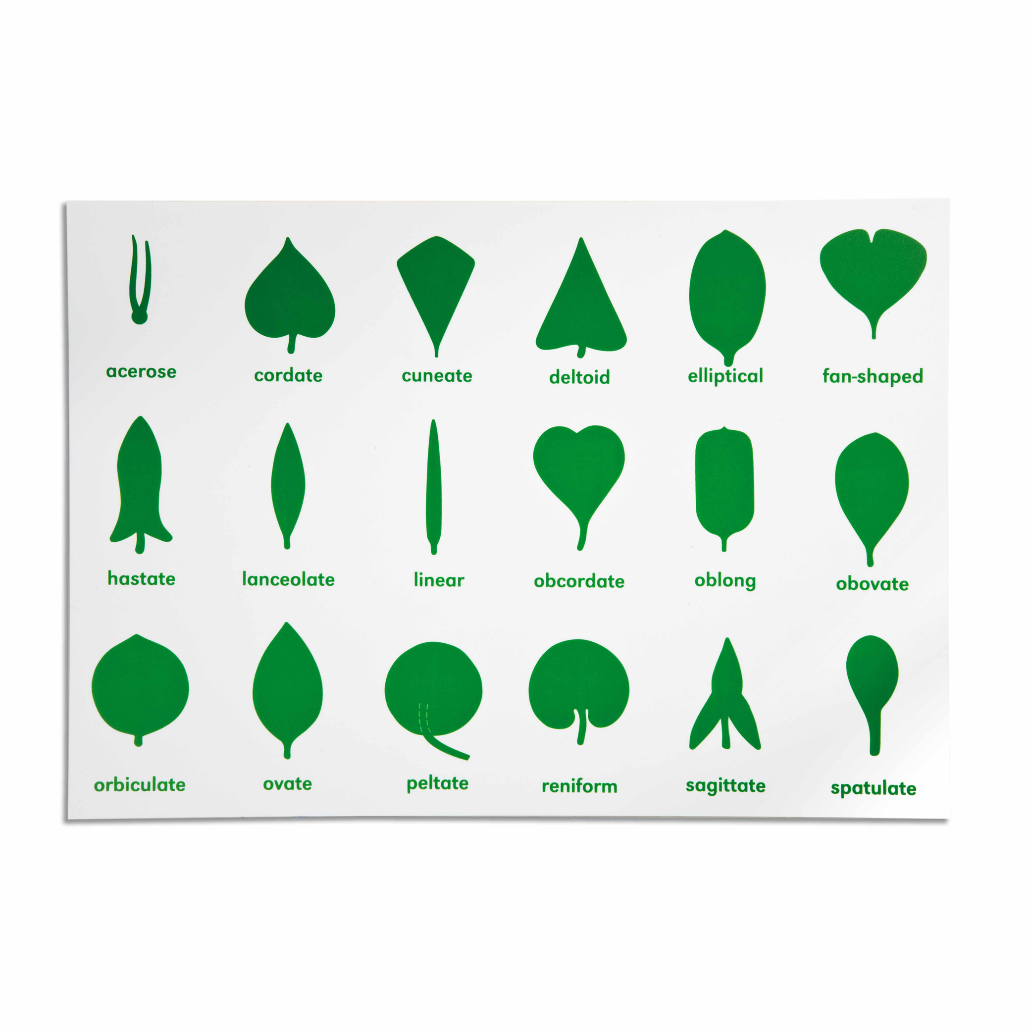 Botanic Chart Botanical practice control sheet - Nienhuis AMI – Ma Petite Planète ...