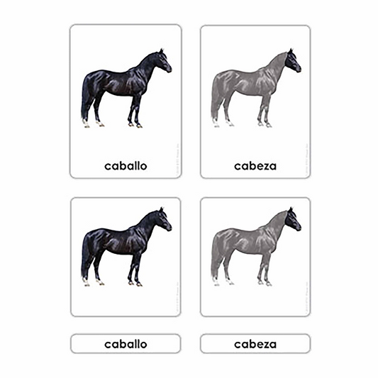 The parts of the horse (in Spanish) - Nienhuis AMI