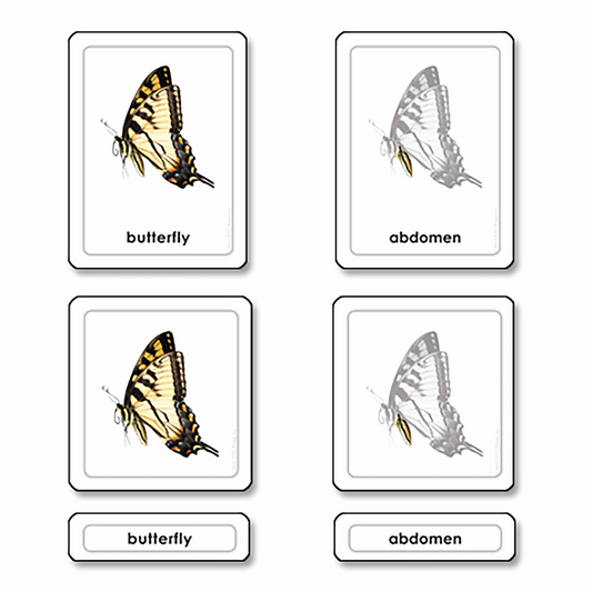 Parties d'un papillon -insectes (en anglais) - Nienhuis AMI
