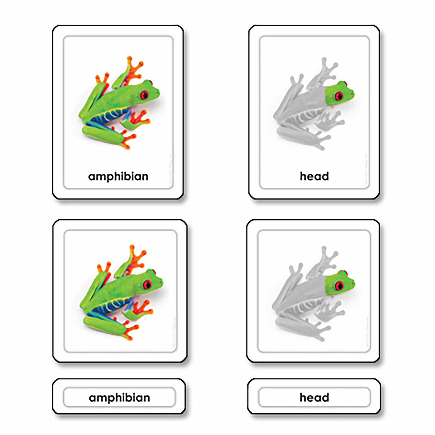 Parts of a frog-amphibians (in English) - Nienhuis AMI