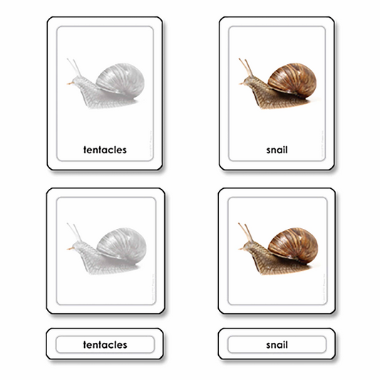 Parts of a snail-mollusk (in English) - Nienhuis AMI