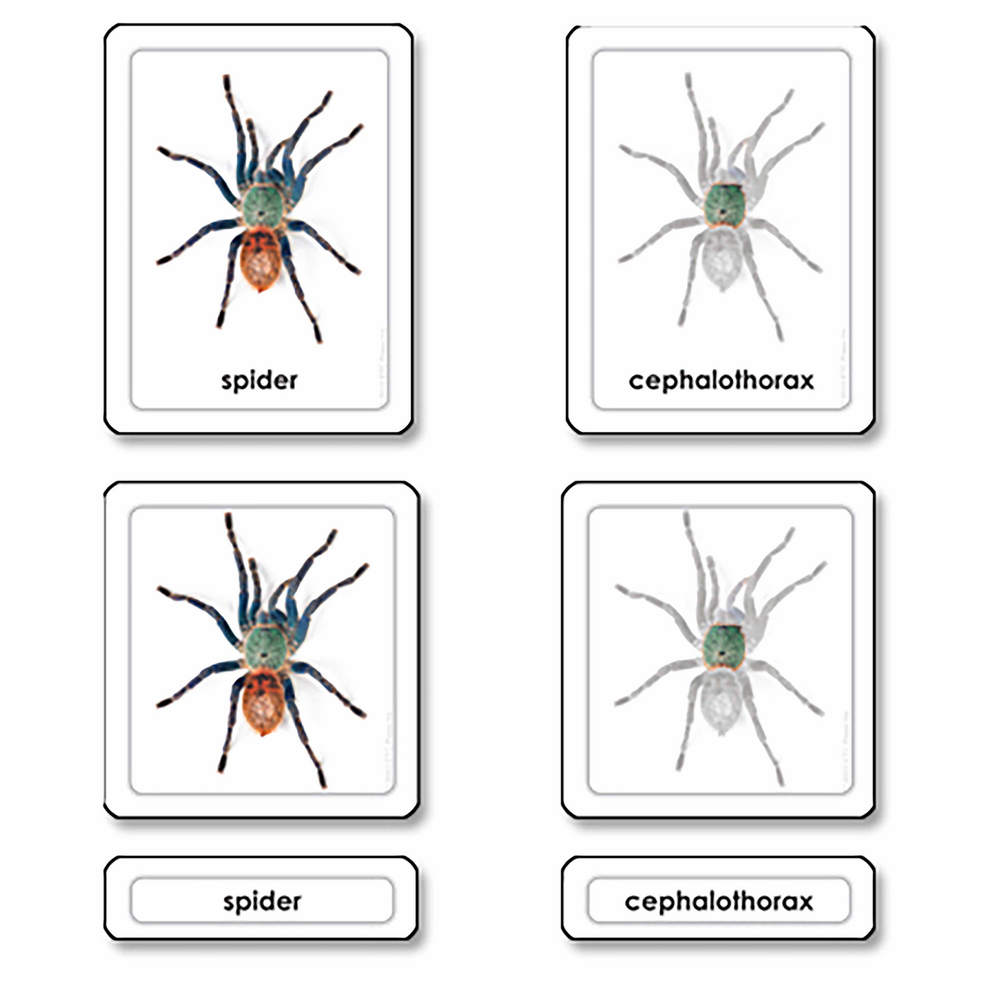 Parties d'une araignée -arachnide (en anglais) - Nienhuis AMI