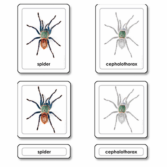 Parties d'une araignée -arachnide (en anglais) - Nienhuis AMI