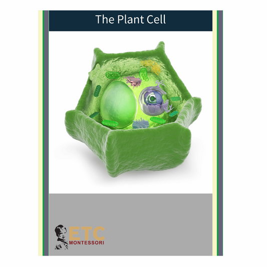 Plant Cell  - Nienhuis AMI