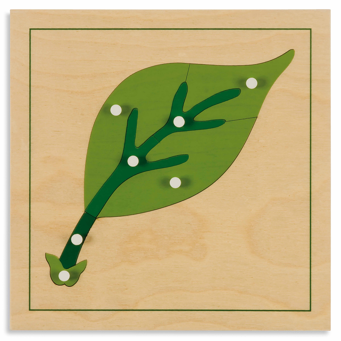 Botanical Puzzle: Leaf - Nienhuis AMI