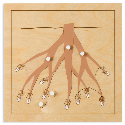 Botanical Puzzle: Root - Nienhuis AMI