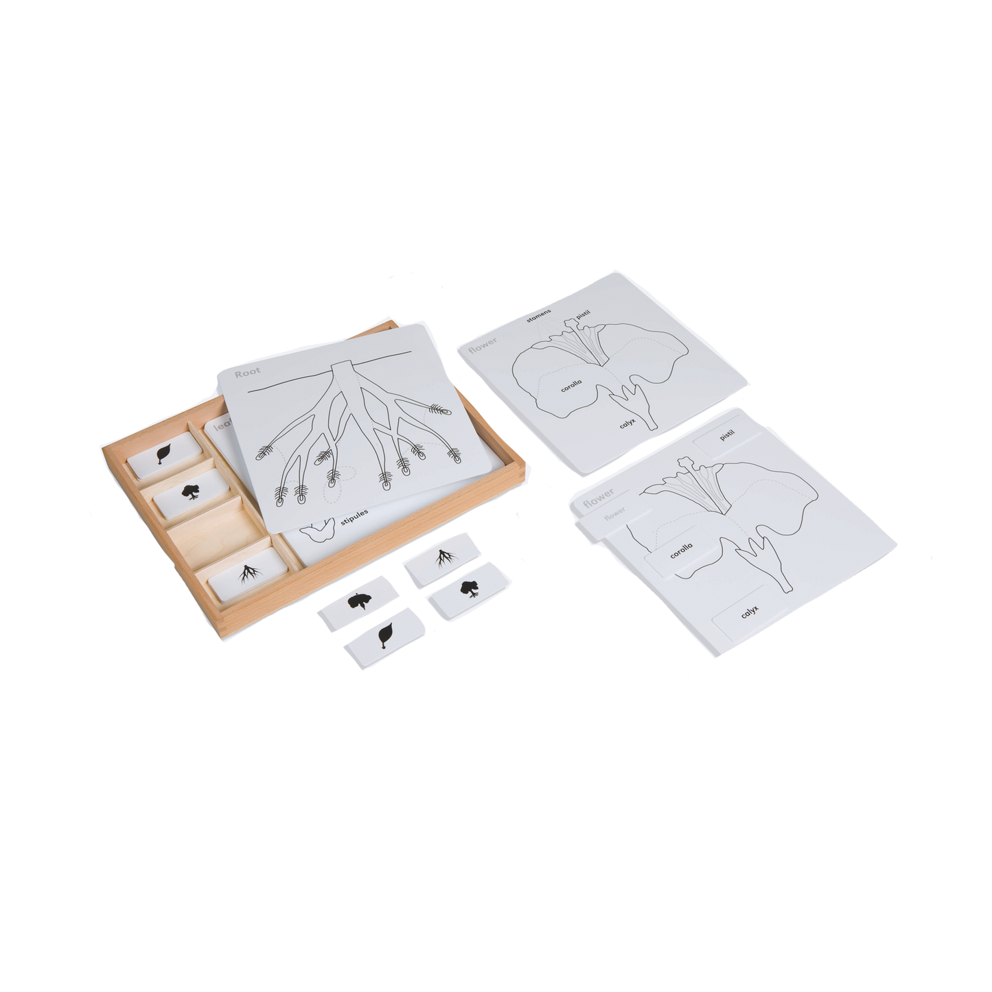 Botanical Puzzle Set (English) - Nienhuis AMI