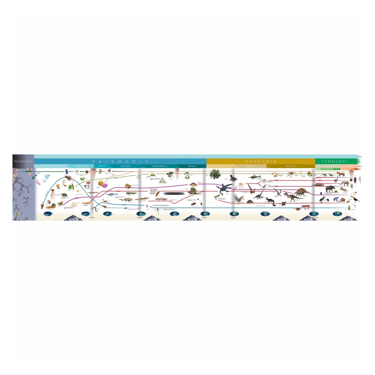 Chronology of life (widescreen) - Nienhuis AMI
