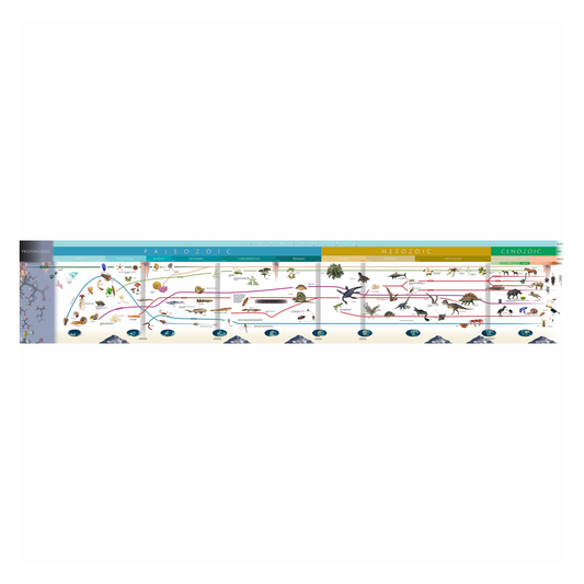 Chronology of life (widescreen) - Nienhuis AMI