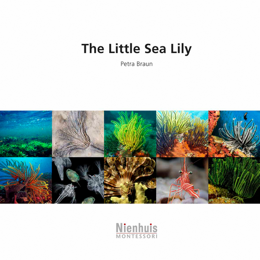 The Little Sea Lily - Nienhuis AMI