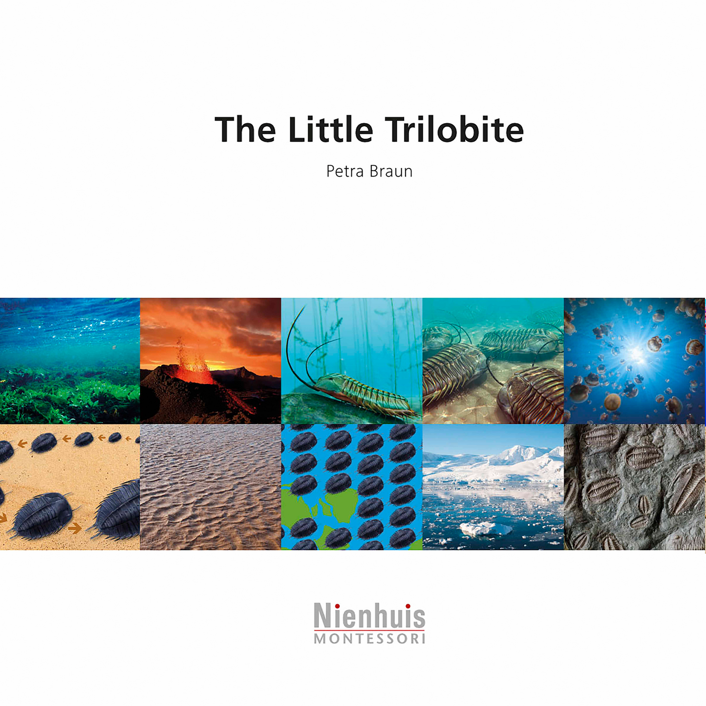 The Little Trilobite - Nienhuis AMI